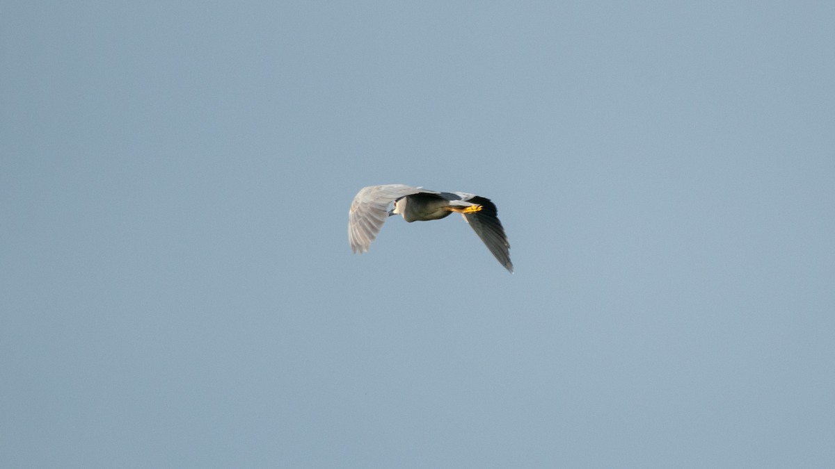 Black-crowned Night Heron - ML638662600
