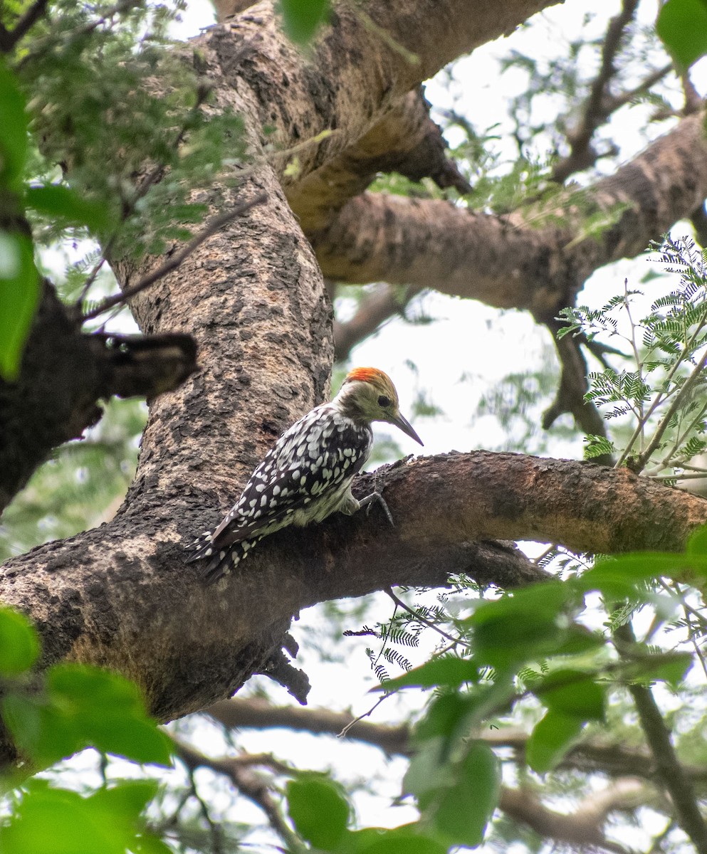 Yellow-crowned Woodpecker - ML638662605