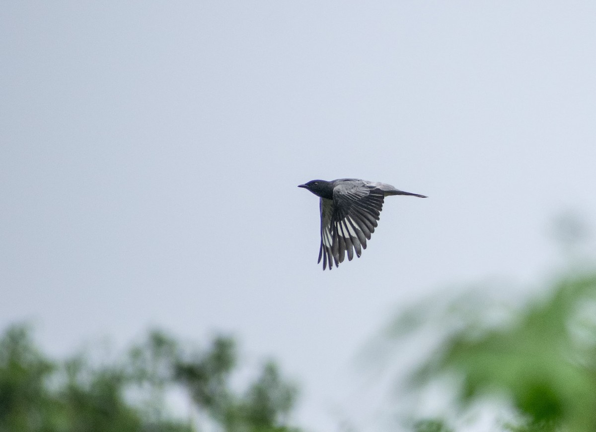 Black-headed Cuckooshrike - ML638662619