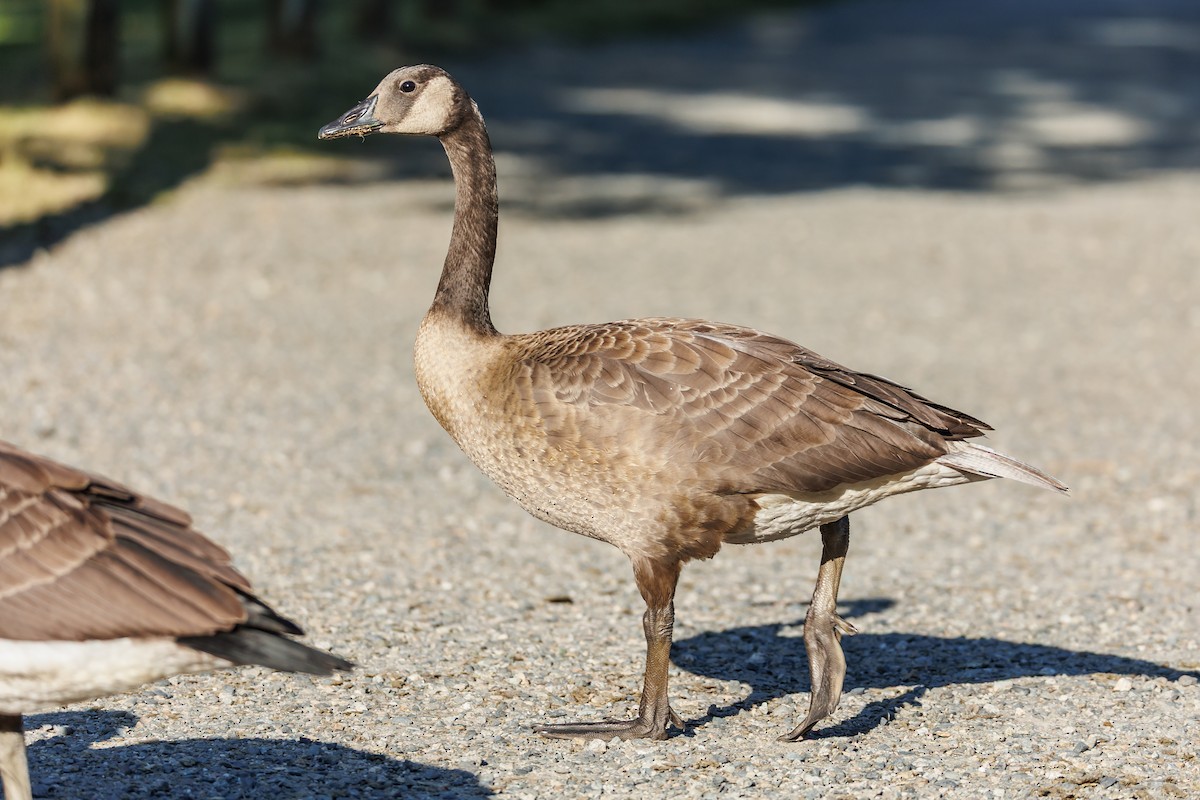 Canada Goose - ML638662650