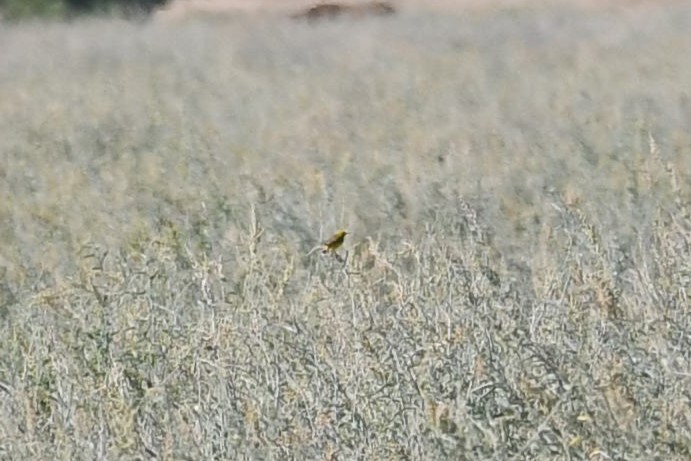 Yellow Chat - ML638662681