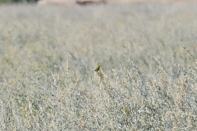 Yellow Chat - ML638662682