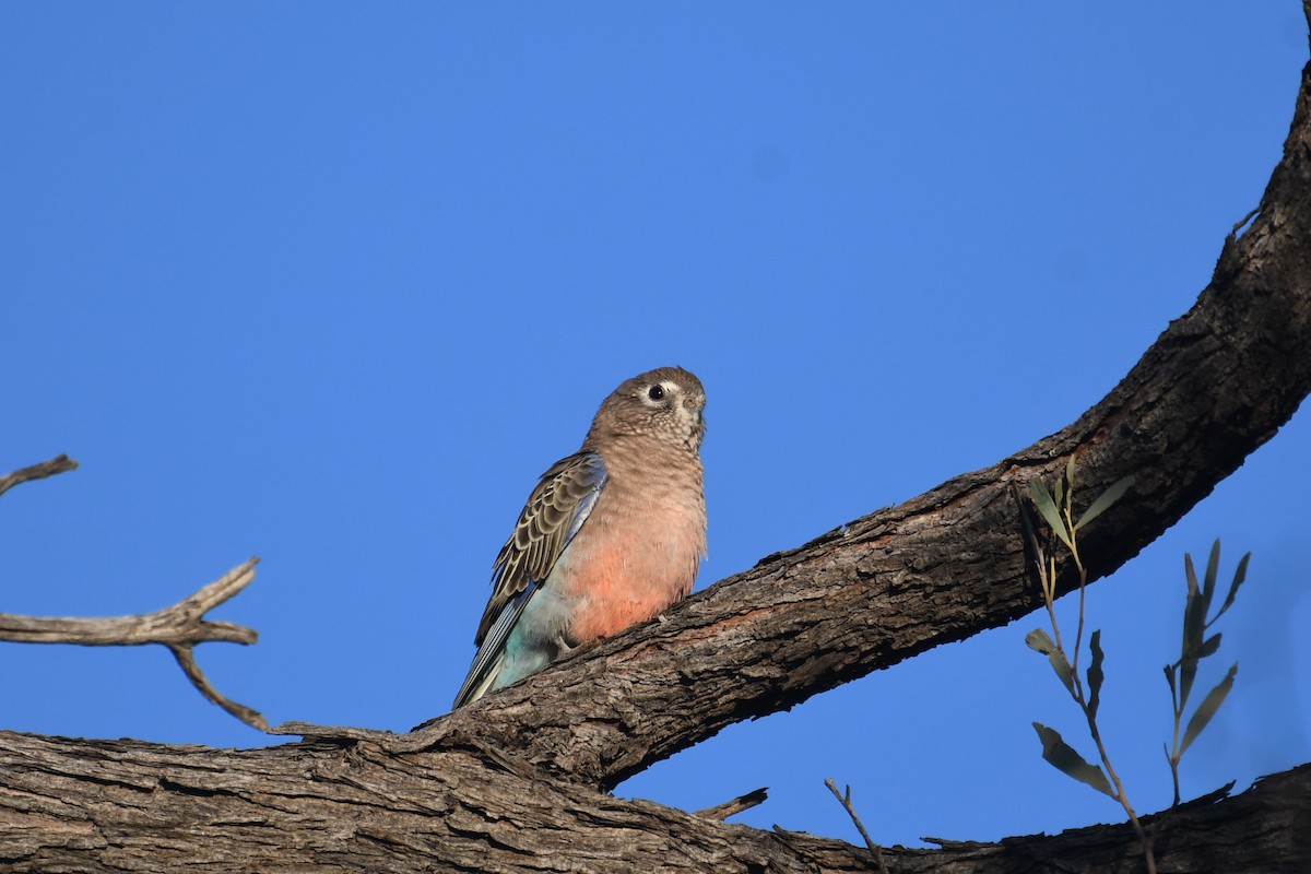 Bourke's Parrot - ML638662688