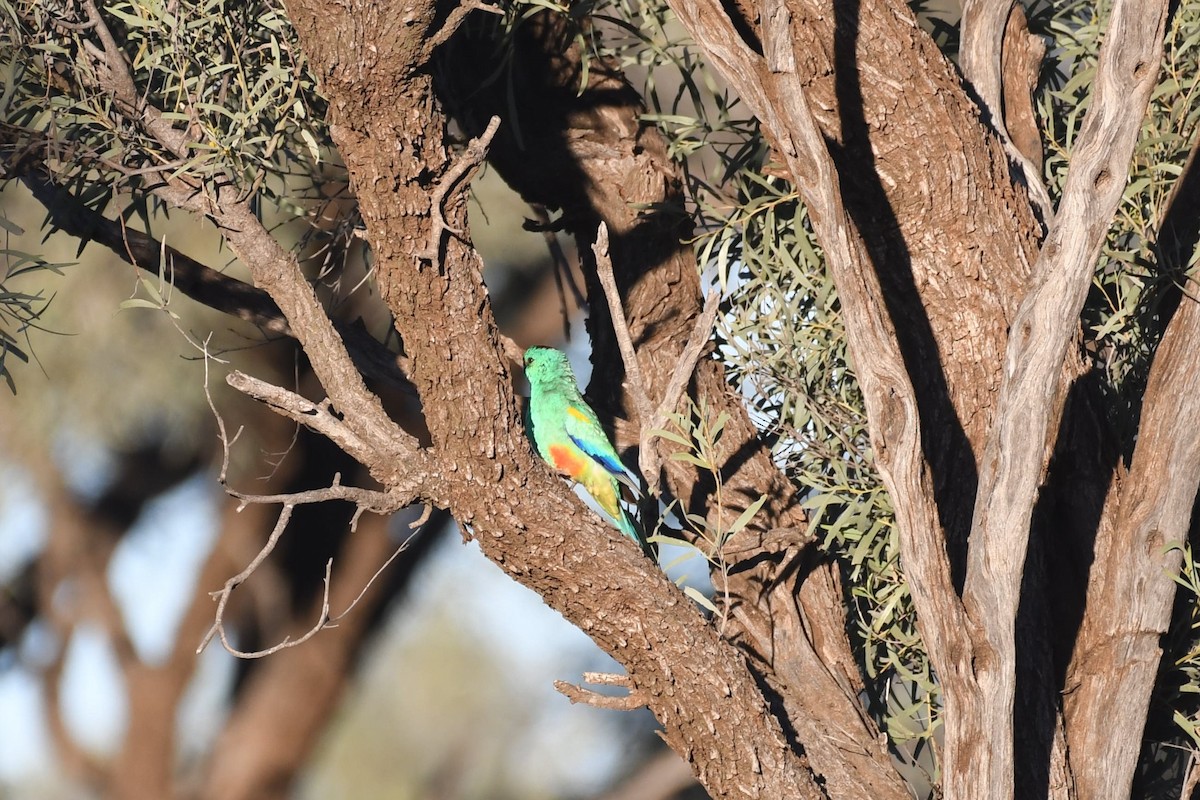 Mulga Parrot - ML638662689