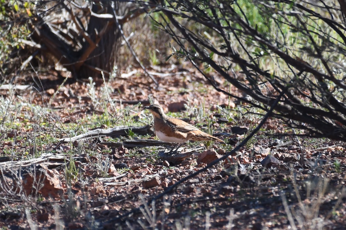 Chestnut-breasted Quail-thrush - ML638662702
