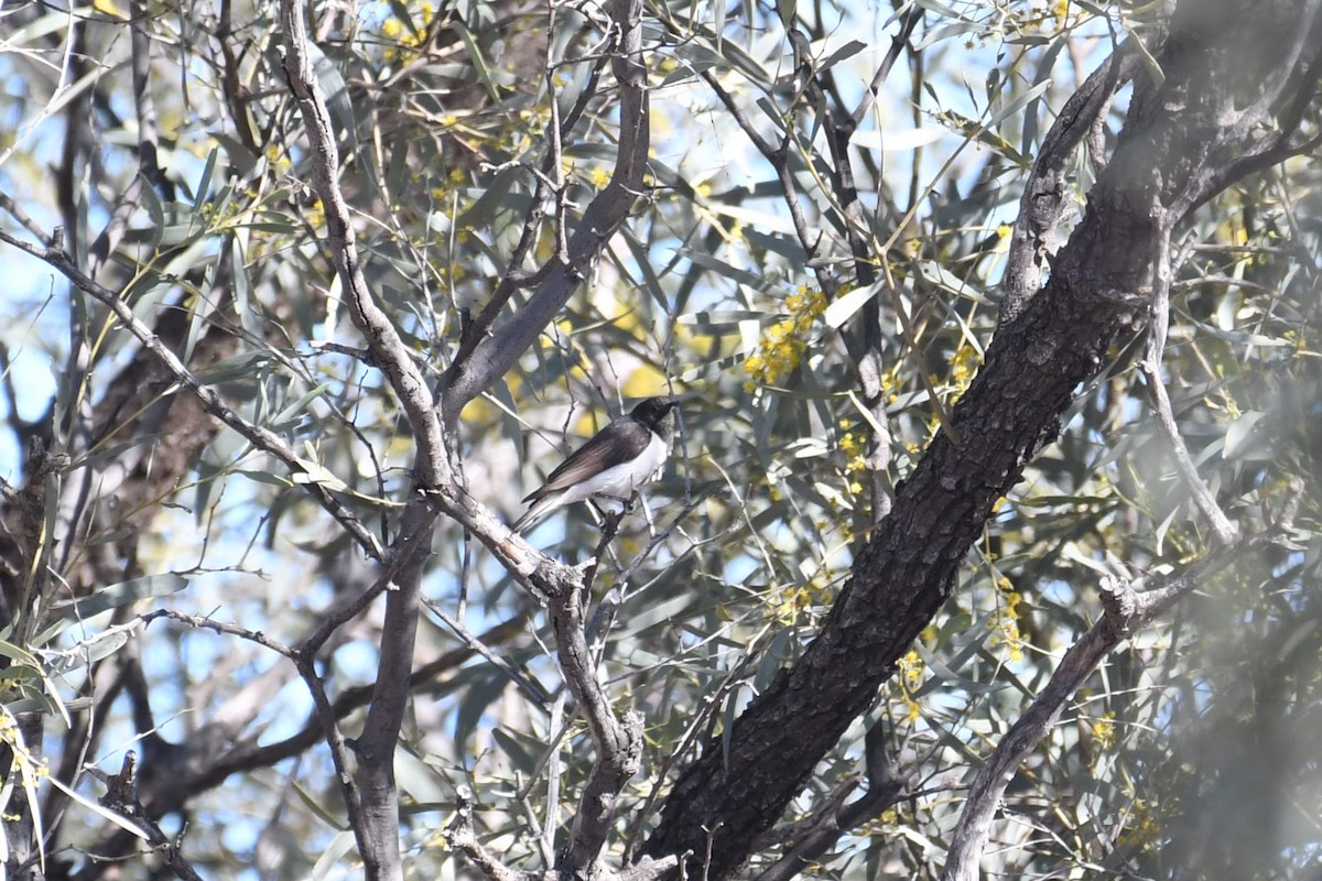 Black Honeyeater - ML638662711