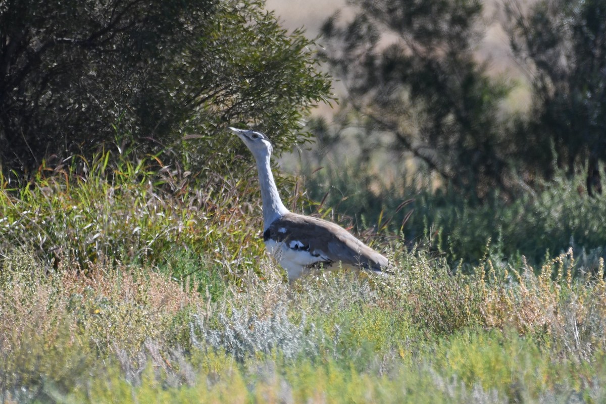 Australian Bustard - ML638662717