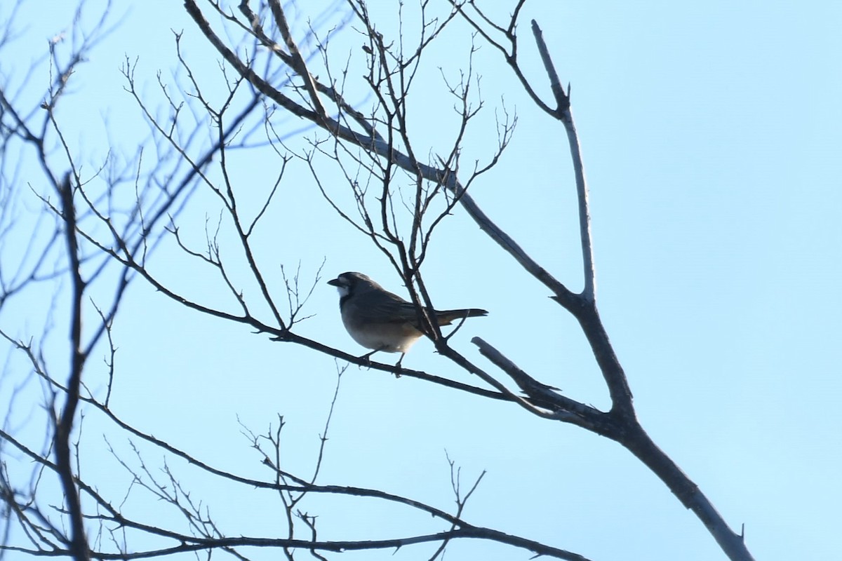 Crested Bellbird - ML638662720