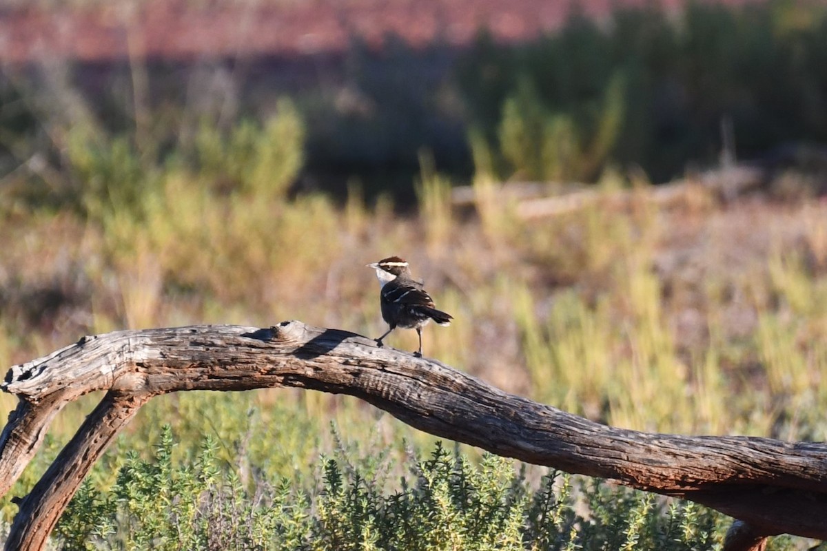 Chestnut-crowned Babbler - ML638662722