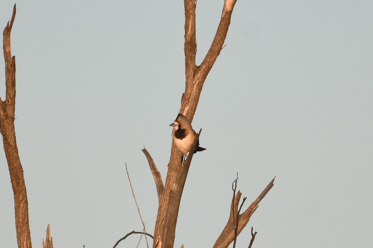 Crested Bellbird - ML638662729