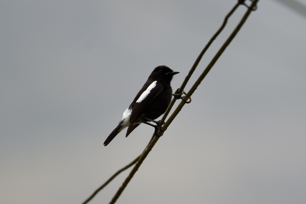 Pied Bushchat - ML638662797