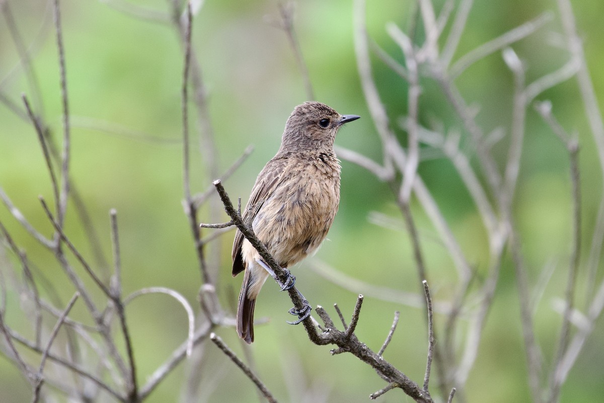 Pied Bushchat - ML638662801
