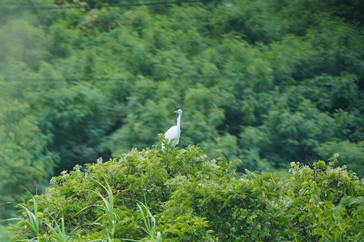 大白鷺 - ML638662843