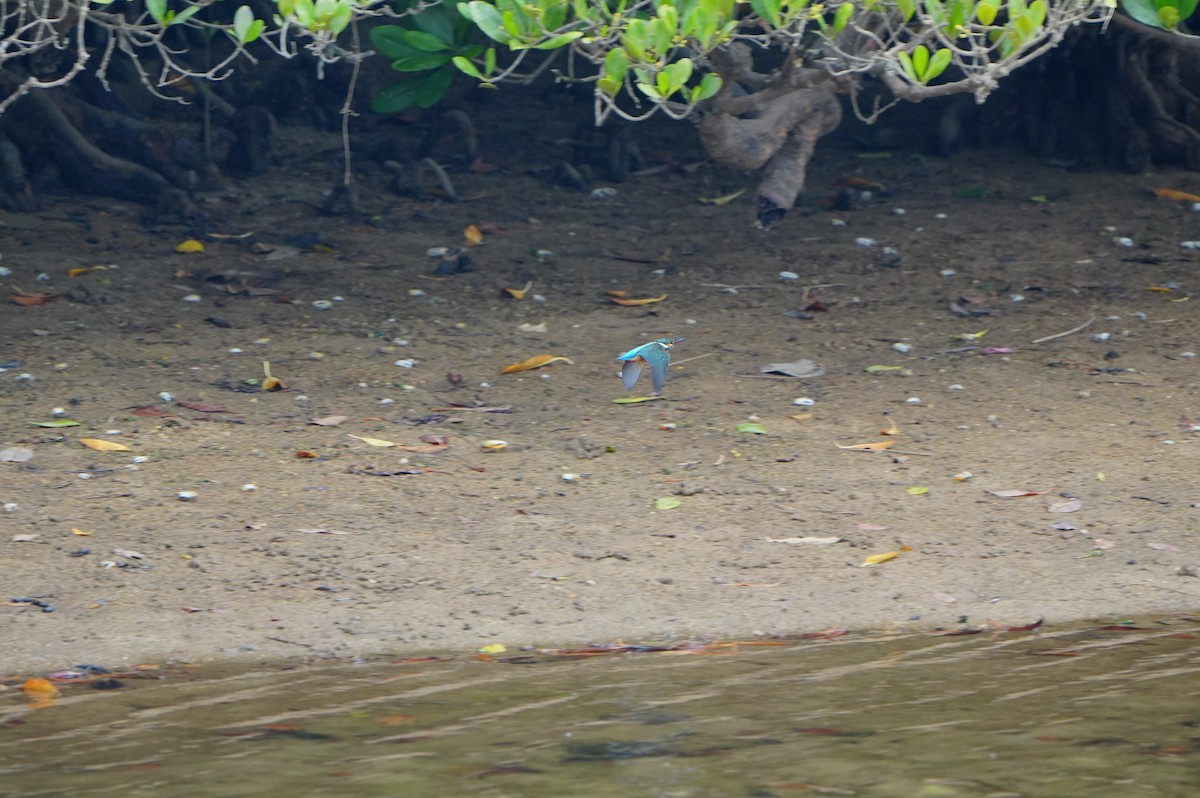翠鳥 - ML638662848