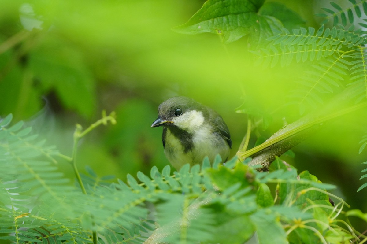 Asian Tit (Okinawa) - ML638662849