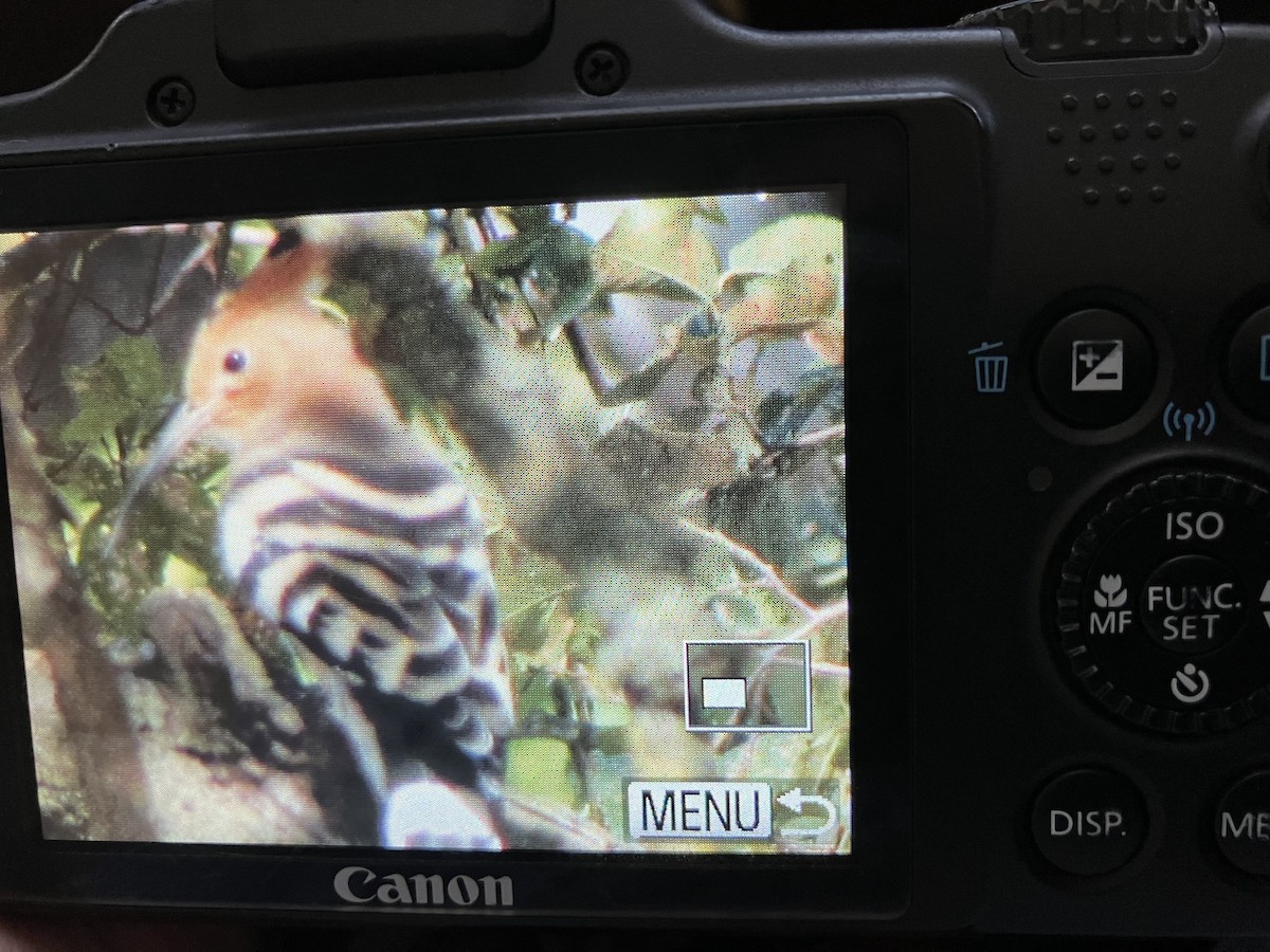 Common Hoopoe - ML638662853