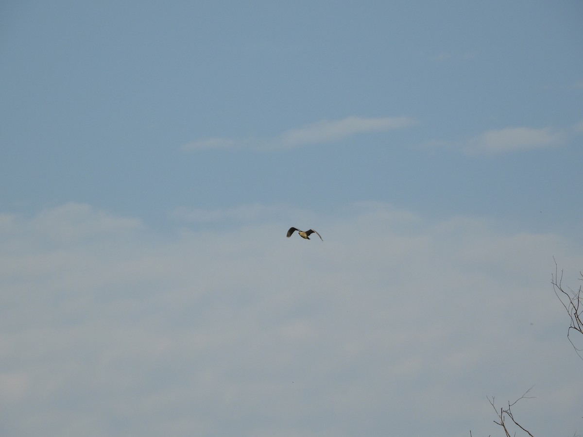 Black-crowned Night Heron - ML638662854