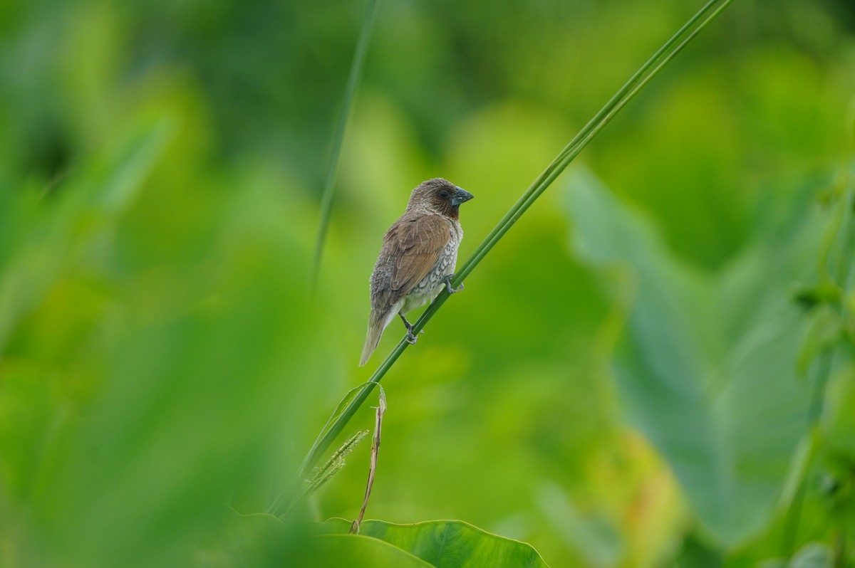 斑文鳥(nisoria群) - ML638662860