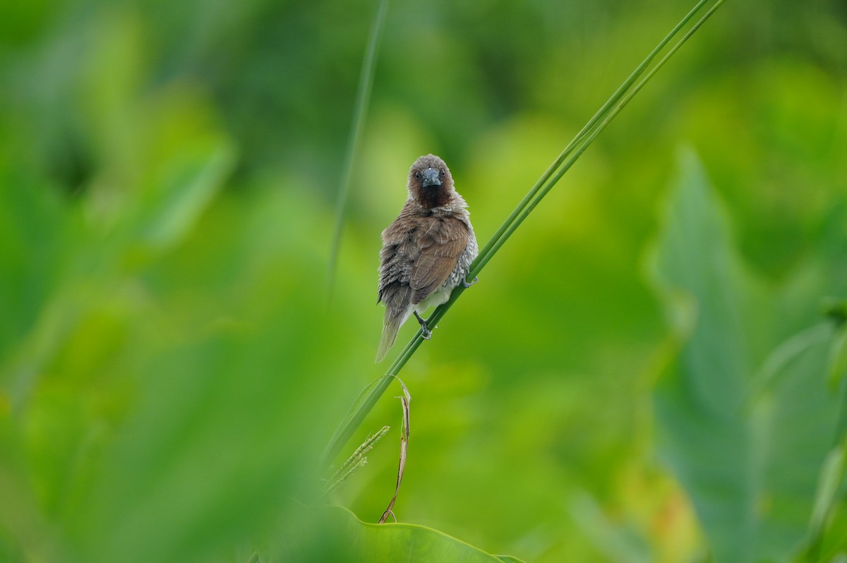 斑文鳥(nisoria群) - ML638662861