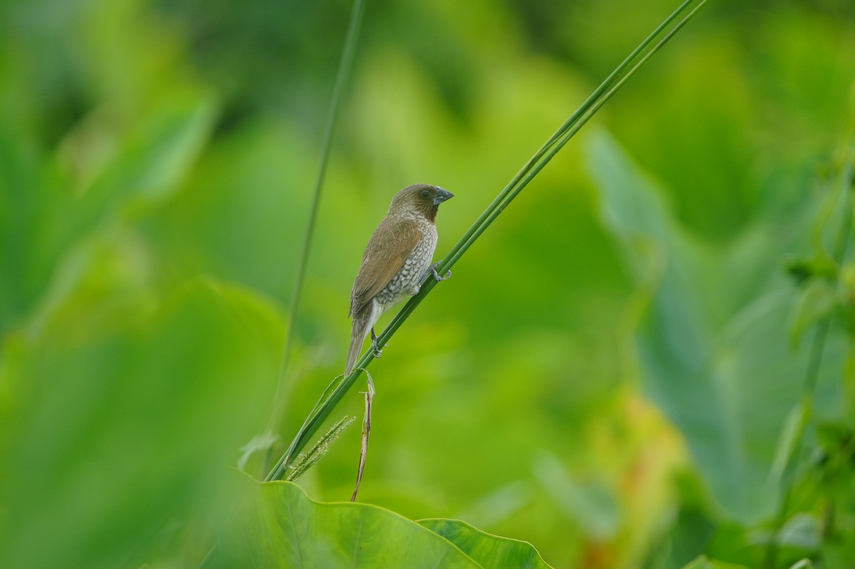 斑文鳥(nisoria群) - ML638662863
