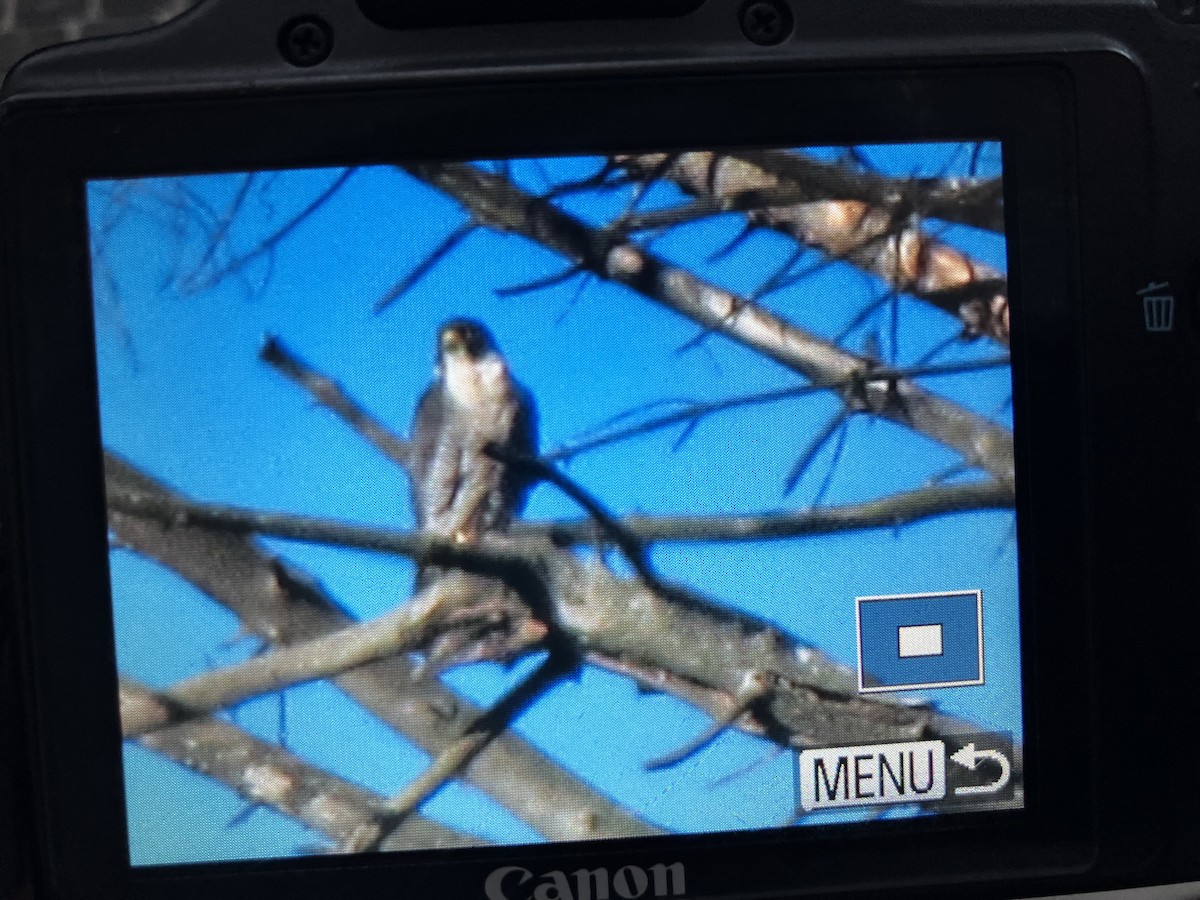 Peregrine Falcon - ML638662870
