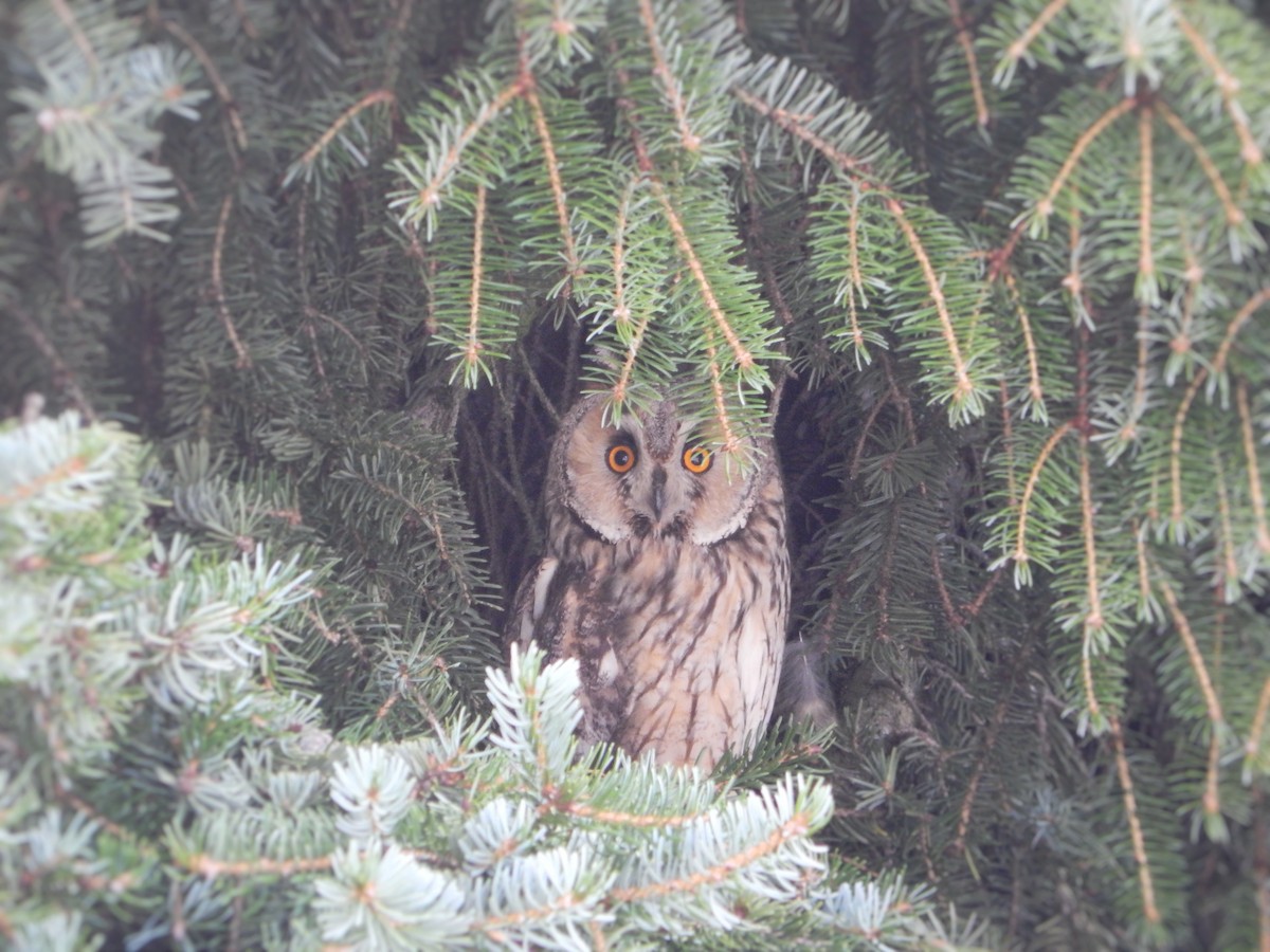 Long-eared Owl - ML638662907