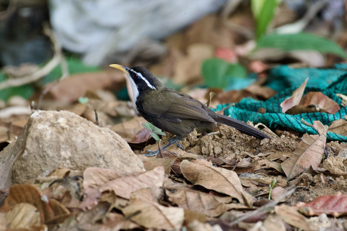 Indian Scimitar-Babbler - ML638662913