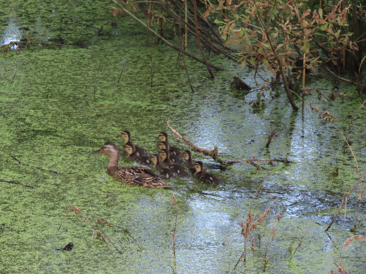 Mallard - ML638662953