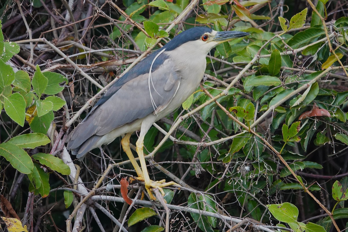 Black-crowned Night Heron - ML638662965