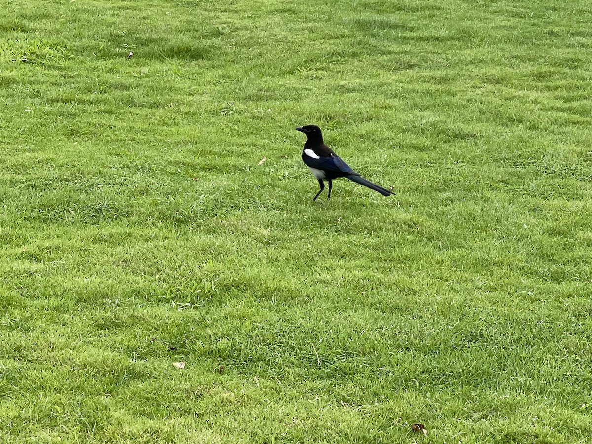 Oriental Magpie - ML638663011