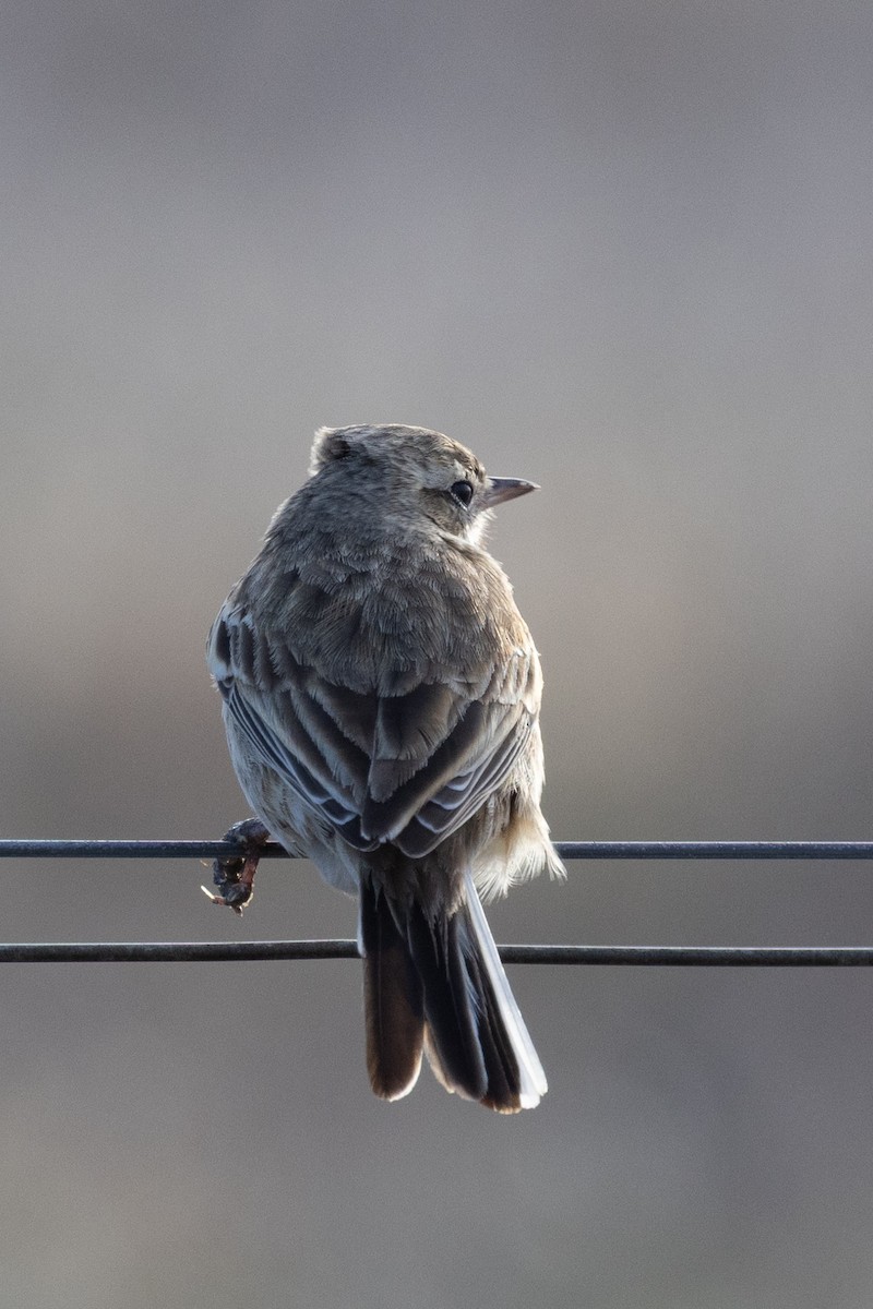 Australian Pipit - ML638663034
