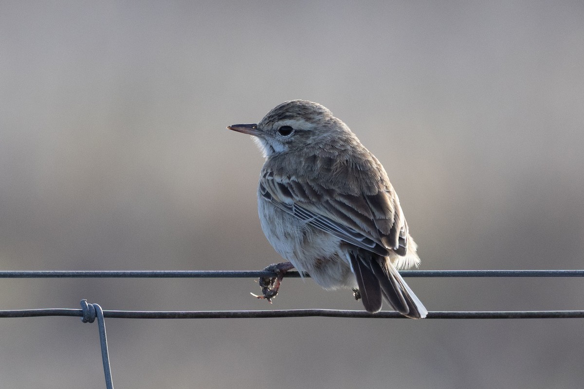 Australian Pipit - ML638663035