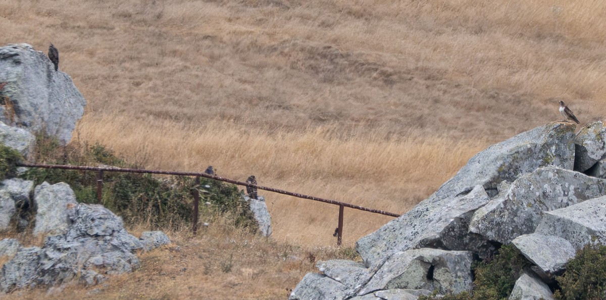 Red-tailed Hawk - ML638663061
