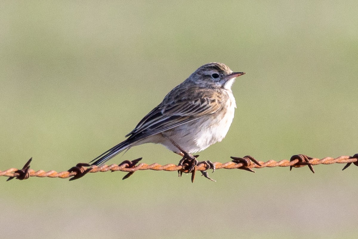 Australian Pipit - ML638663062