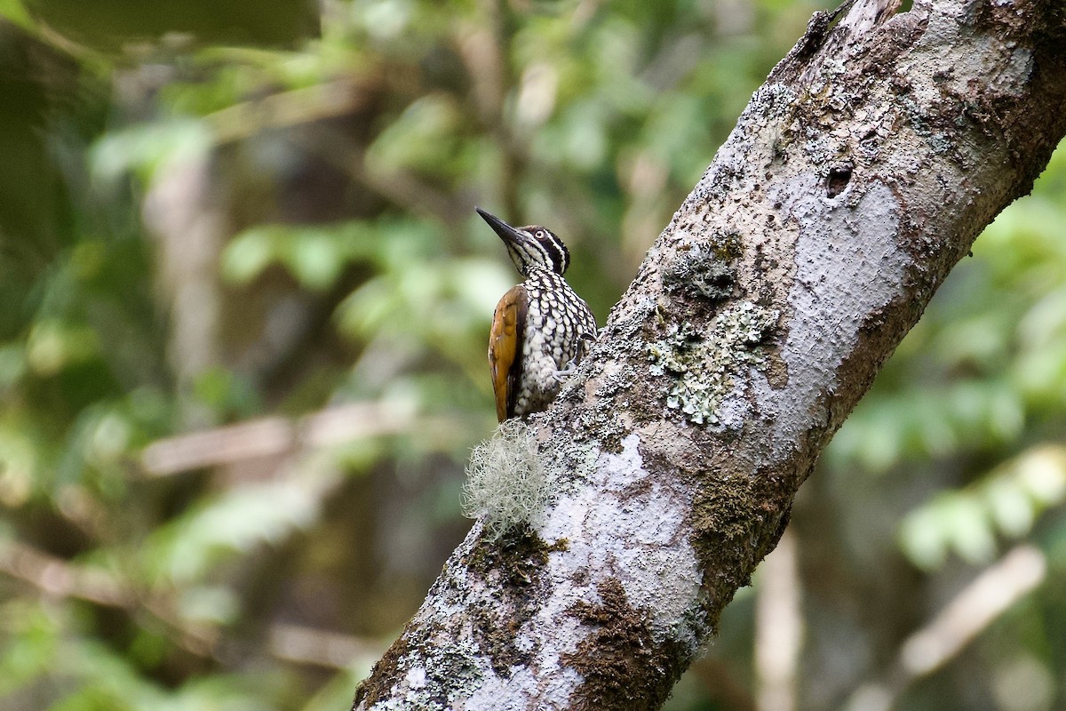 Malabar Flameback - ML638663104