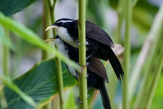 Indian Scimitar-Babbler - ML638663124