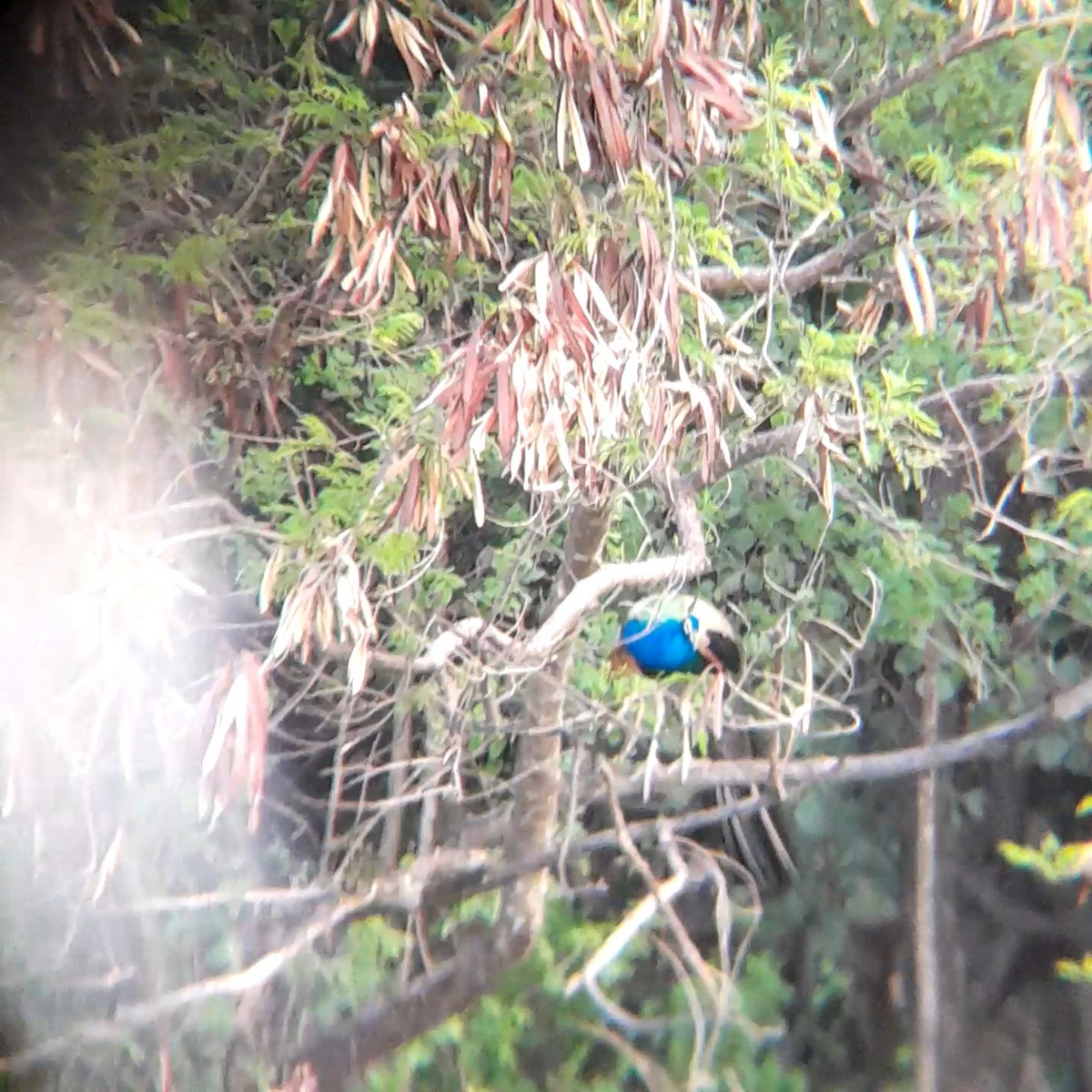 Indian Peafowl - ML638663132