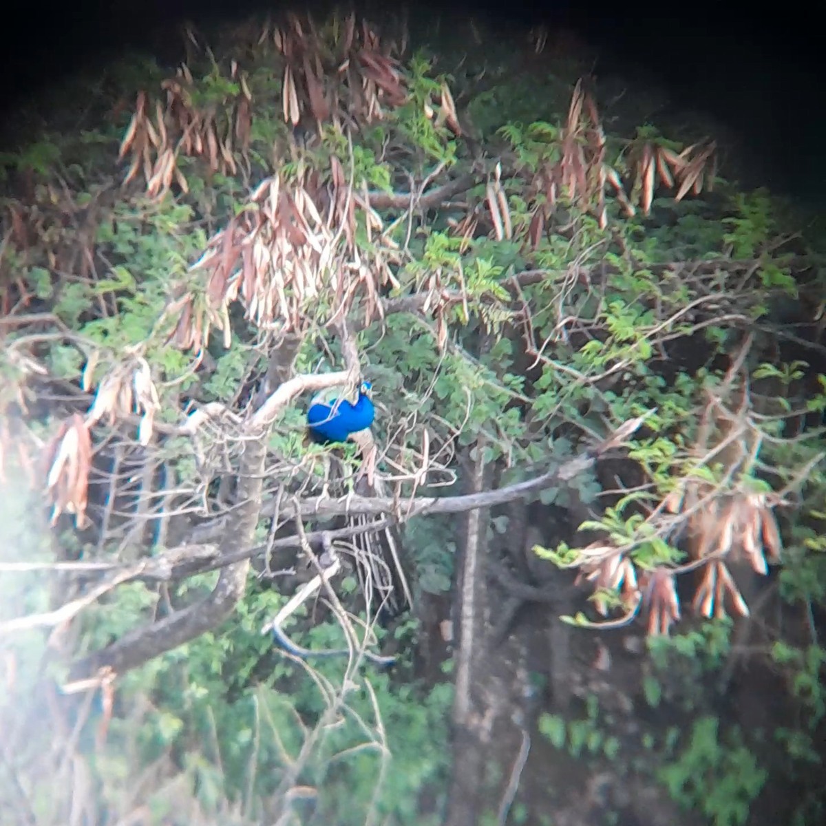 Indian Peafowl - ML638663133