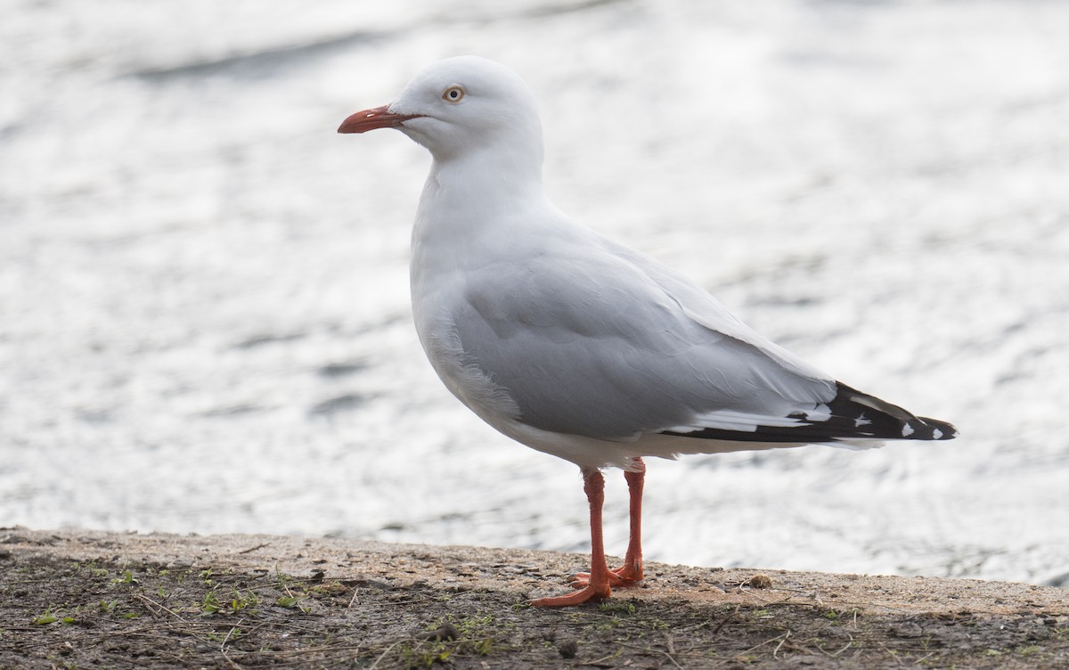 Silver Gull - ML638663172