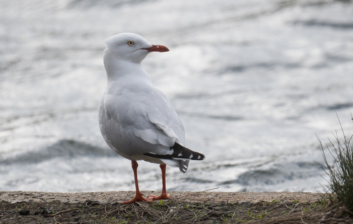 Silver Gull - ML638663174