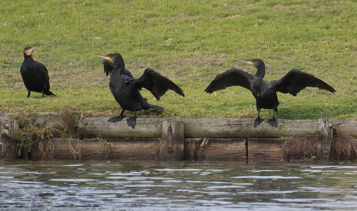 Great Cormorant - ML638663176