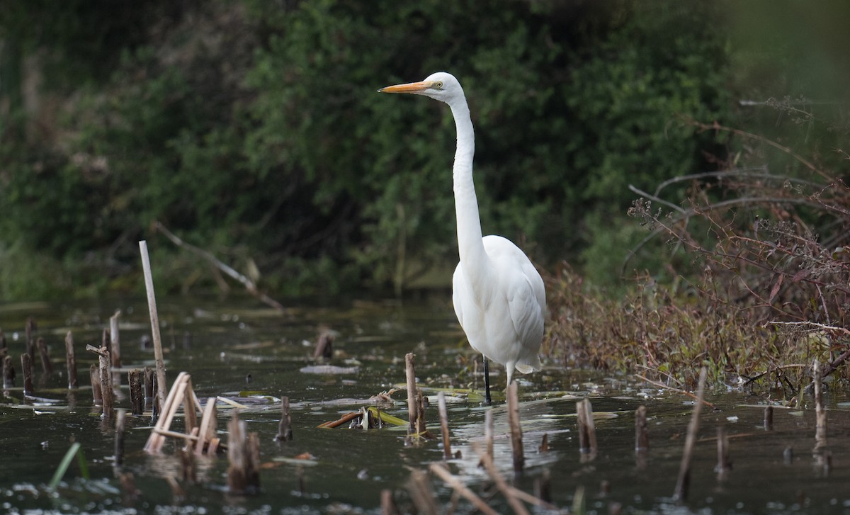 Great Egret - ML638663178