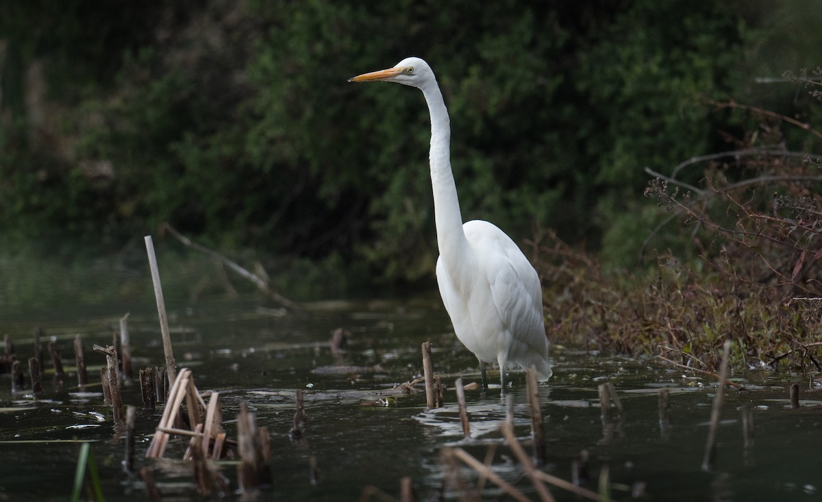 Great Egret - ML638663181