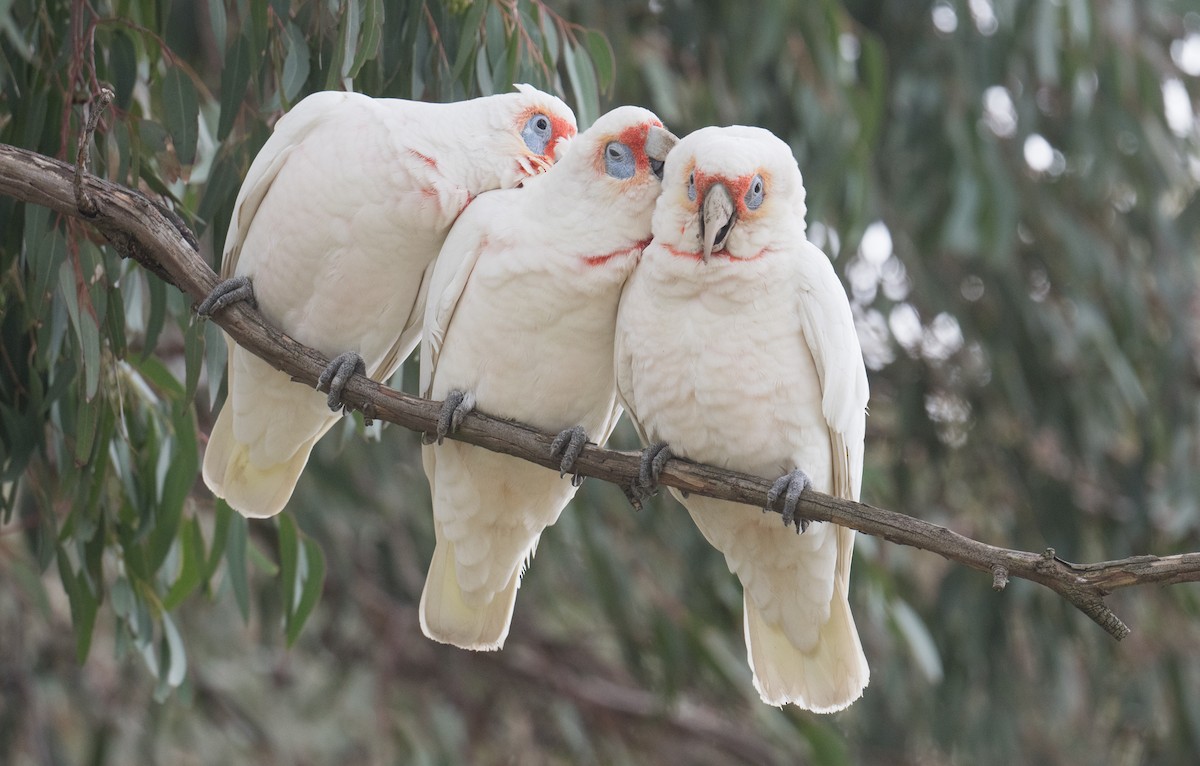 Long-billed Corella - ML638663187