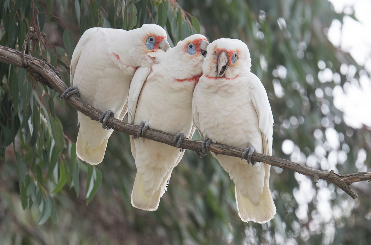 Long-billed Corella - ML638663189