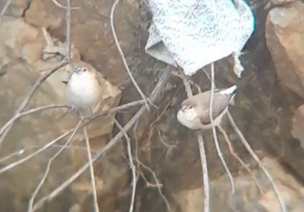 Indian Silverbill - ML638663192