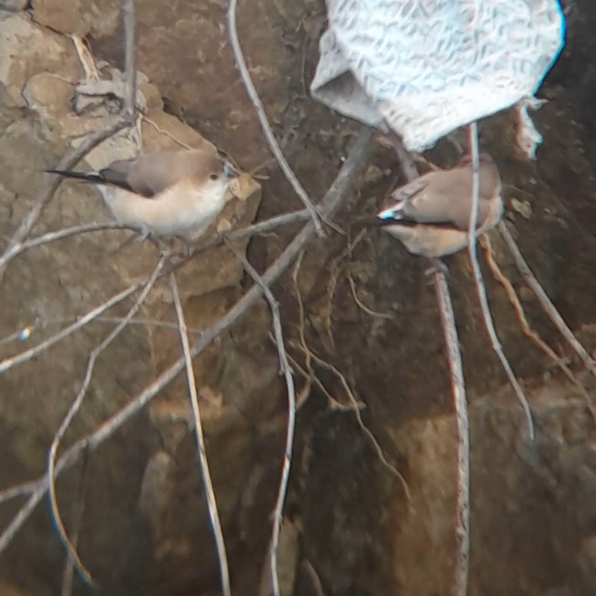 Indian Silverbill - ML638663193