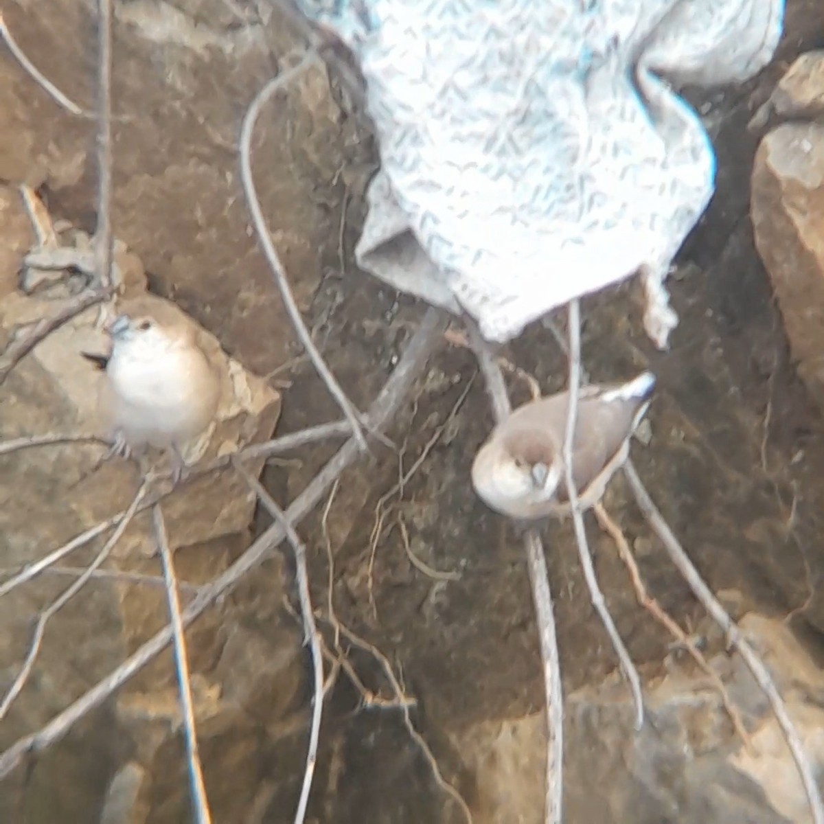 Indian Silverbill - ML638663195