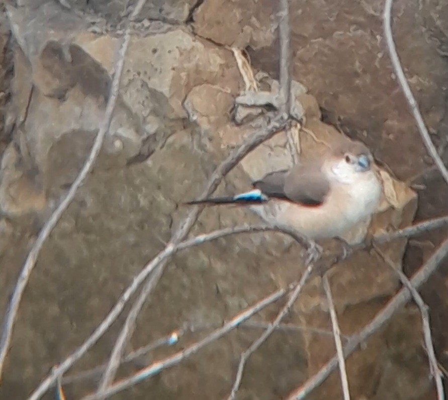 Indian Silverbill - ML638663196