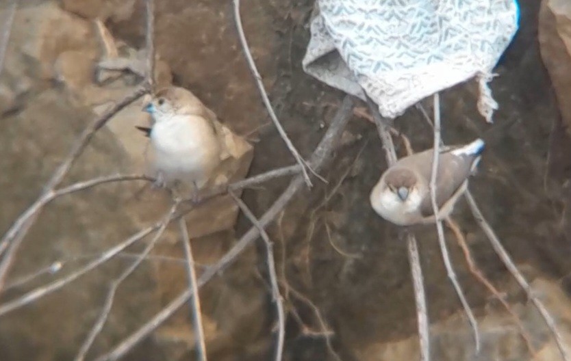 Indian Silverbill - ML638663198